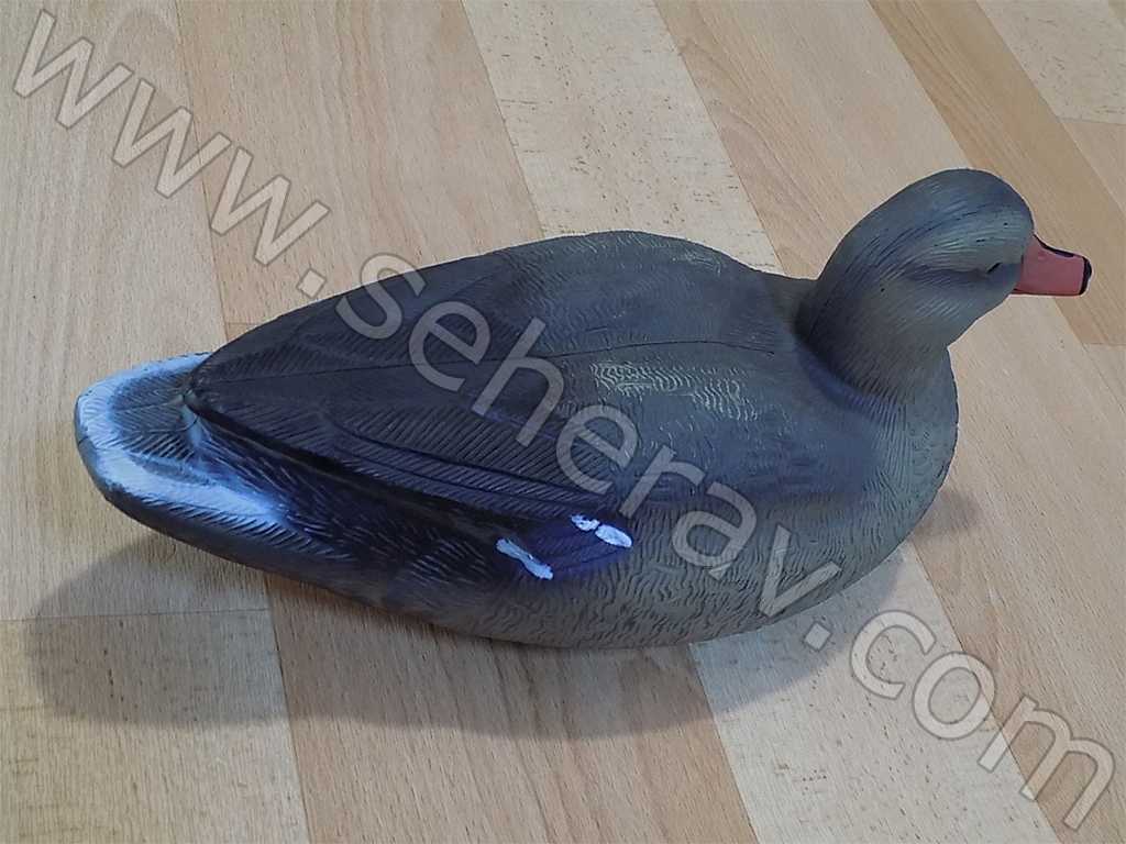 KILKUYRUK ÖRDEK MÜHRESİ